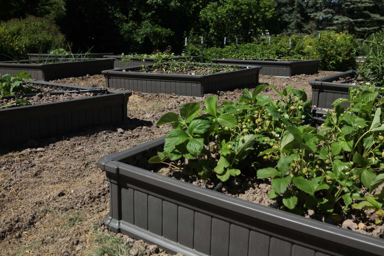LIFETIME 60065 Raised Garden Bed, 4 by 4 Feet, 1 Bed